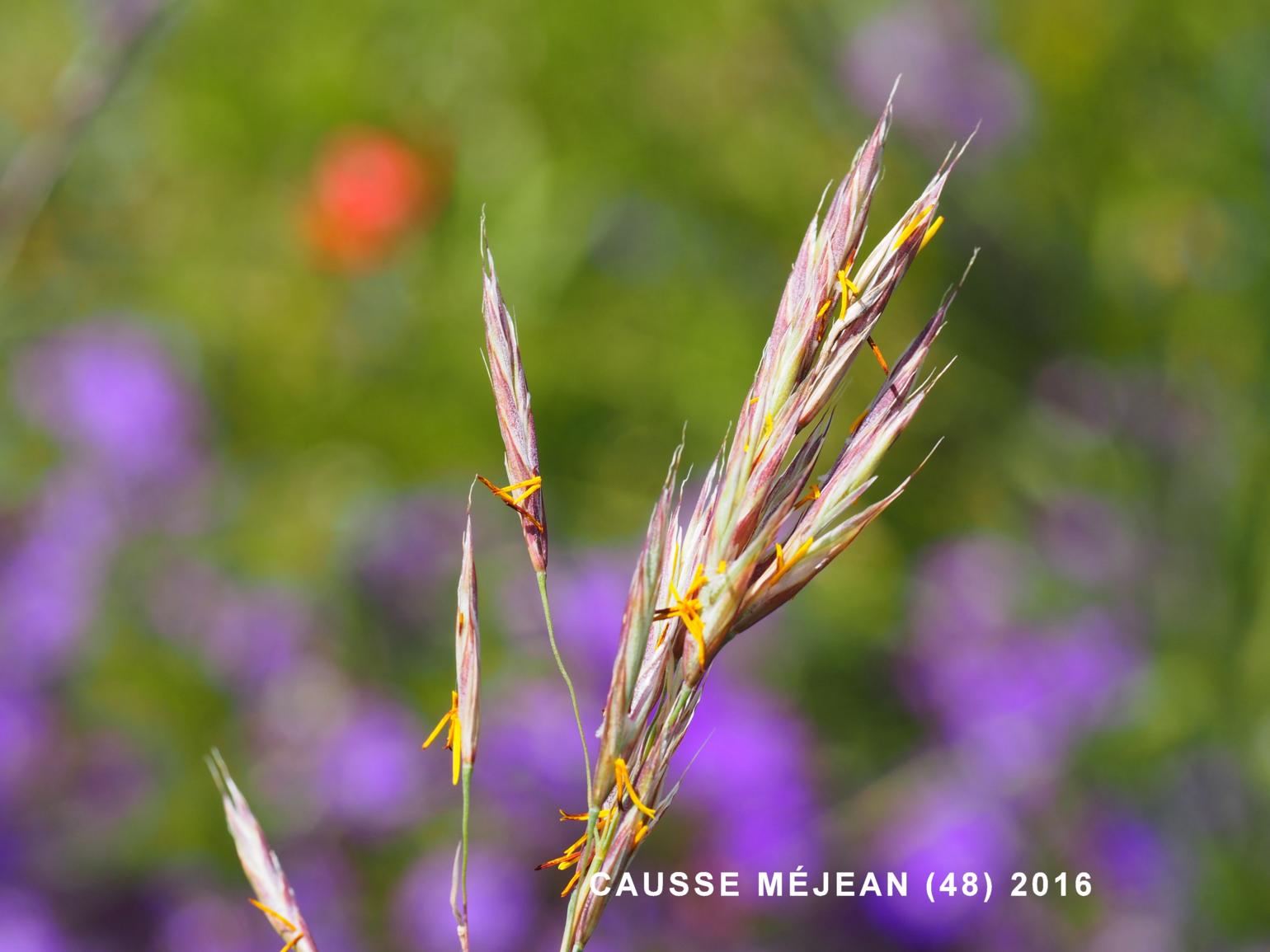 Brome, Upright